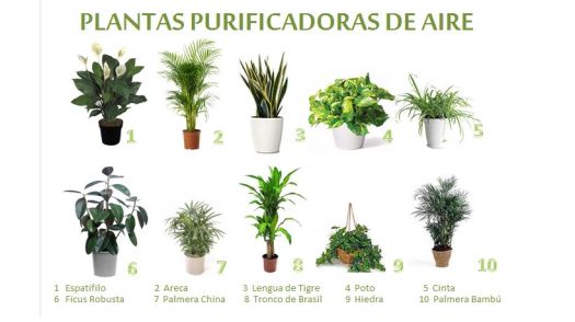 10-Plantas-Purificadoras-de-aire